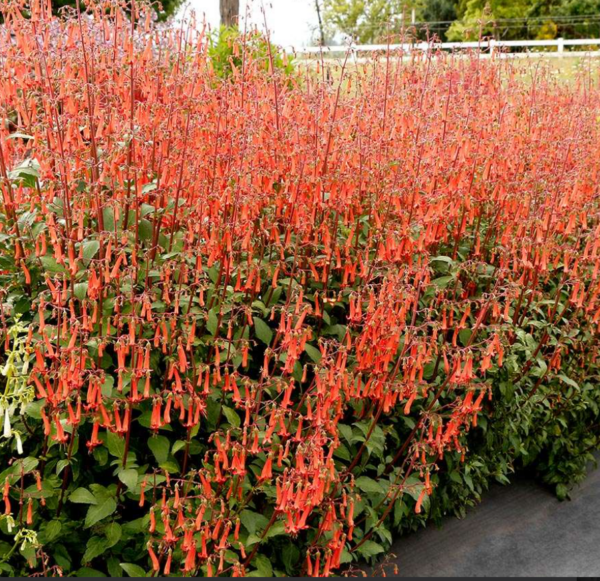 Phygelius ‘Colorburst Orange’  AKA Cape Fuchsia