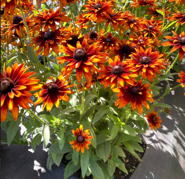 Rudbeckia ‘Summer Sienna’