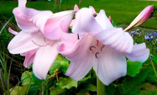 Crinum ‘Powellii’