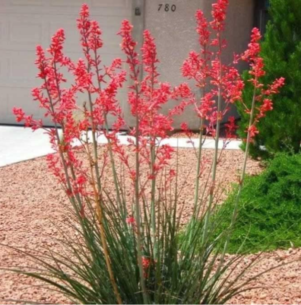 Hesperaloe ‘Coral Glow’