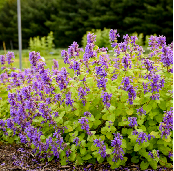 Nepeta ‘Chartreuse on the Loose’ (Catmint)