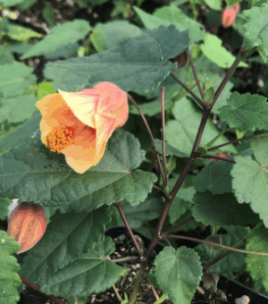 Abutilon megapotamicum “Little Shrimp’ (Flowering Maple)