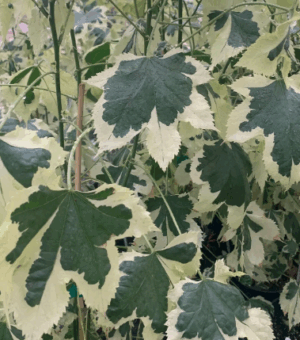 Abutilon ‘Savitzii’ (Parlor Maple) (Flowering Maple)