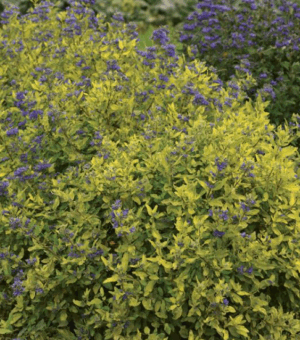 Caryopteris clandonensis ‘Goldcrest’ (Bluebeard)