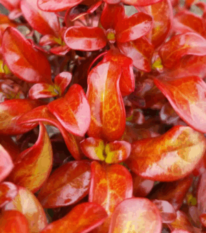 Coprosma ‘Pina Colada’ (Mirror Plant)