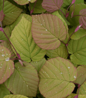 Corylopsis ‘Golden Spring’