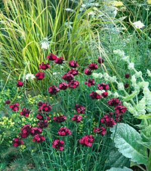 Dianthus cruentus (Blood Carnation)