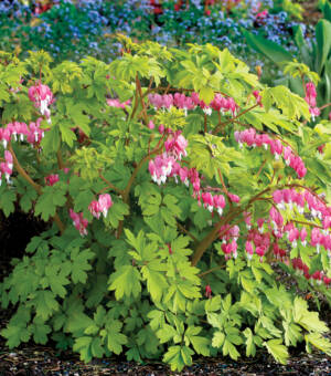 Dicentra ‘Gold Heart’