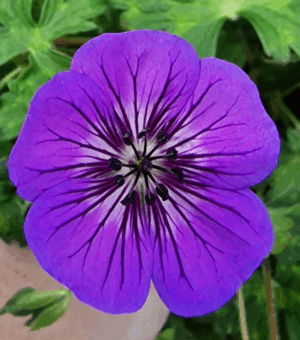 Geranium ‘Mary Anne’
