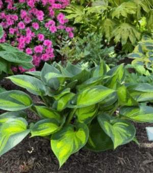 Hosta ‘Orange Star’