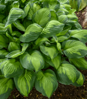 Hosta ‘Captain Kirk’