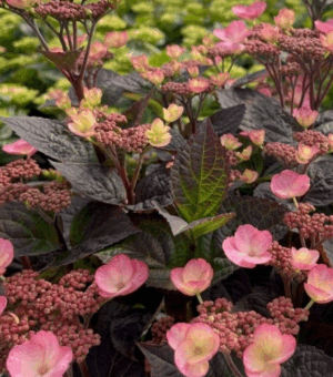 Hydrangea serrata ‘Pink Dynamo’ Mountain Hydrangea