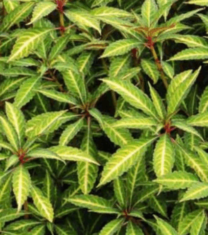 Impatiens omeiana (Hardy Imatiens)