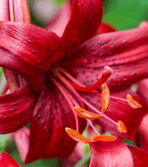 Lilium lancifolium ‘Red Tiger Lily’