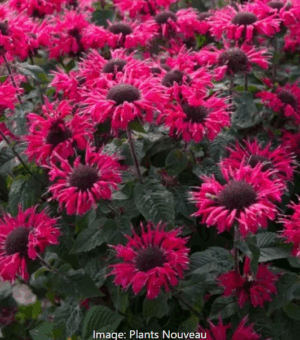 Monarda didyma Bee You ‘Bee Happy’