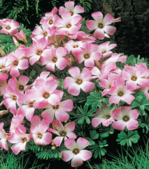 Oxalis adenophylla Silver Shamrock