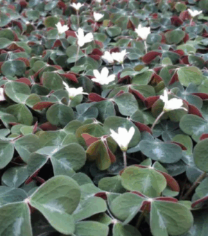 Oxalis ‘Klamath Ruby’ (Redwood Sorrel)