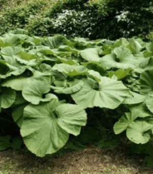 Petasites japonicus (Fuki) (Sweet Coltsfoot)