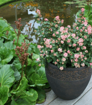 Symphoricarpos (Snowberry )‘Pinky Promise’