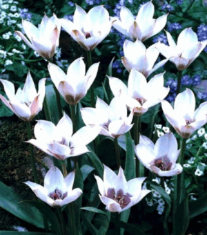Tulipa humilis ‘Alba Coerulea Oculata’