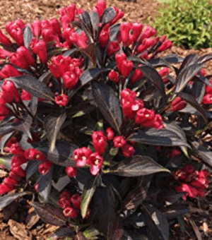 Weigela 'Electric Love'