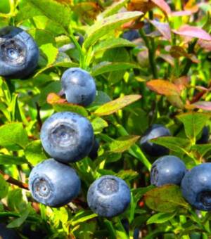 Vaccinium ‘Chandler’ blueberry