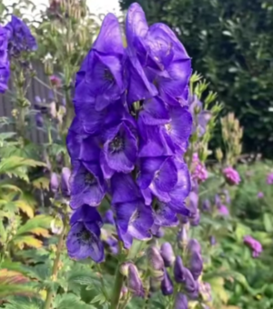 Aconitum napallus (Monkshood, Wolfsbane)