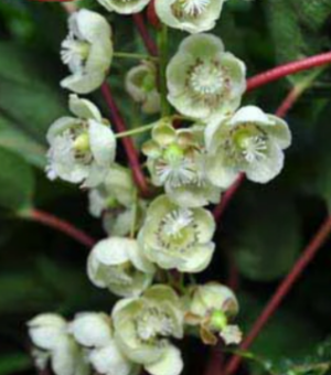 Actinida arguta ‘Fairchild’ (Hardy Male Kiwi)