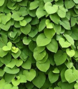 Aristolochia Macrophylla AKA (A. Durior)