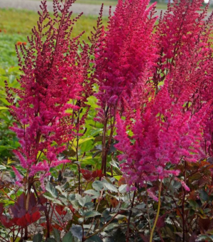 Astilbe ‘Mighty Chocolate Cherry’