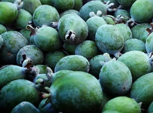 Feijoa sellowiana (Pineapple Guava)