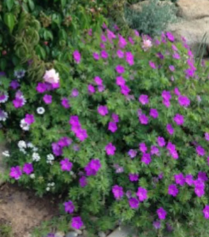 Geranium ‘Tiny Monster’