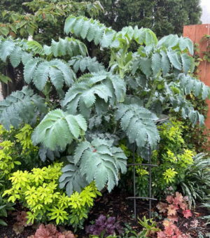 Melianthus major ‘Antonows Blue’ (Honeybush)