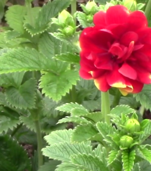 Potentilla Arc-en-Ceil