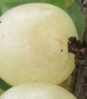 Prunus tomentosa Ian Nanking White Cherry (Bush Cherry)