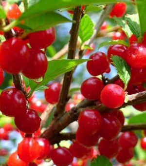 Prunus tomentosa ‘Cheropugy’( Nanking Red Bush Cherry)