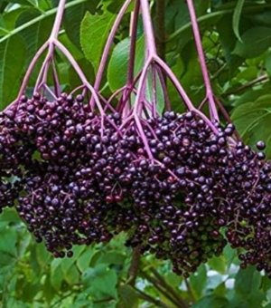 Sambucus nigra  x Canadensis (Elderberry Bob Gordon)