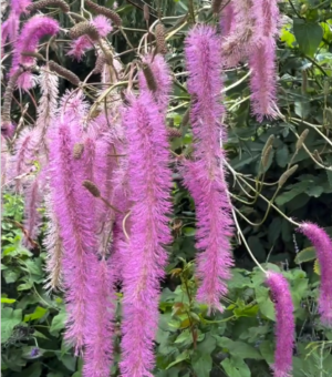 Sanguisorba hakusanensis ‘Lilac Squirrel’ (Burnette)
