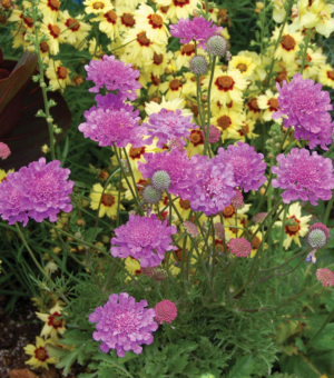 Scabiosa ‘Vivid Violet’ (Pincushion Flower)