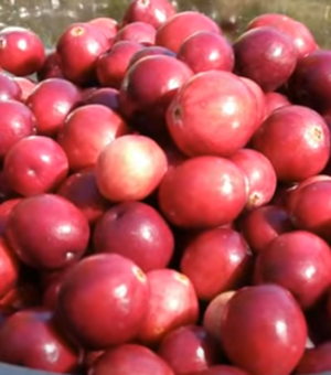 Vaccinium macrocarpon (Pilgrim Cranberry)