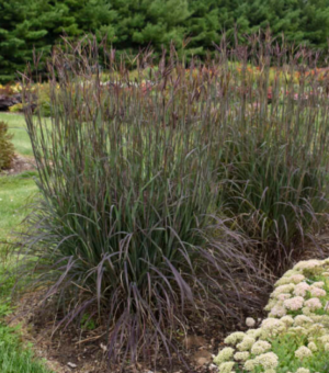 Andropogan gerardii ‘Blackhawks’ (Big Bluestem)