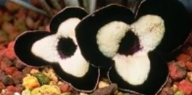 Asarum maximum 'Ling Ling' (Panda Face Ginger)