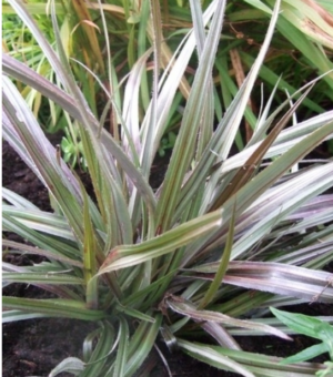 Astelia nervosa 'Westland' ( Red Mountain Astelia)