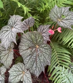 Begonia Lunar Lights ‘Sterling Moon’