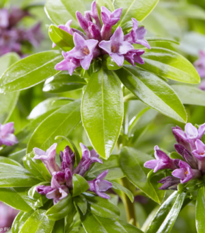 Daphne odora ‘Sweet Amethyst’