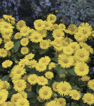 Doronicum orientale 'Leonardo Compact' (Leopards Bane)