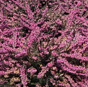 Erica x darleyensis 'Kramers Rote (Winter Heath)