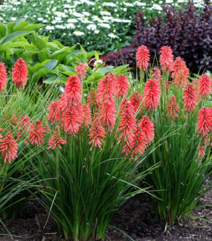 Kniphofia POCO™ 'Red' (Red Hot Poker)