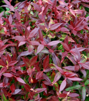 Leucothoe fontanesiana 'Scarletta'