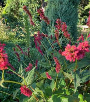 Persicaria amplexicaulis ‘Fat Domino’
